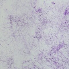 f0651b9c7941cf2adc6f66650c2ac5f4